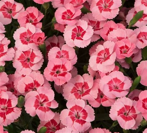 Dianthus Peach Party Perennial Plug Plants Pack X6 South Eastern