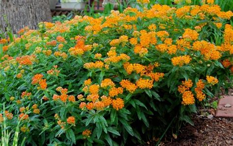 Asclepias Tuberosa Growing Guide How To Grow Butterfly Flower