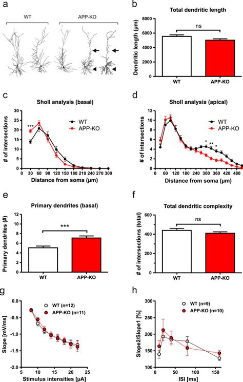 Loss of APP affects morphology of hippocampal CA1 pyramidal neurons ... 