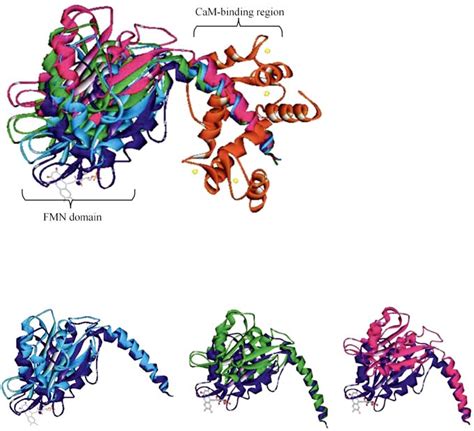 Crystal Structures Of CaM Bound To The INOS FMN Domain With The CaM