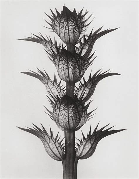 Karl Blossfeldt Masterworks With His Astonishing Plant Photographs