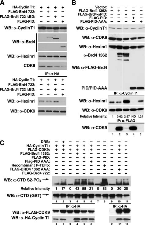 Pid In Brd4 Dissociates Hexim1 From P Tefb A Coimmunoprecipitation Of