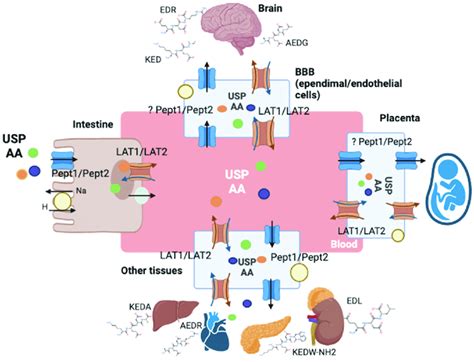 Schematic Representation Of The Short Peptide Transport Via Carrier