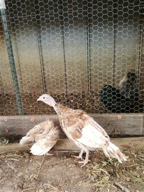 How To Sex Br Poults Backyard Chickens Learn How To Raise Chickens