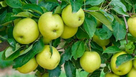 Dorsett Golden Apple Tree Guide: Care, Planting & Harvesting - Rennie ...