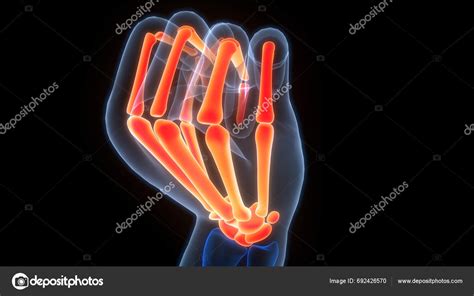 Human Skeleton System Hand Bones Joints Anatomy Stock Photo by ©magicmine 692426570