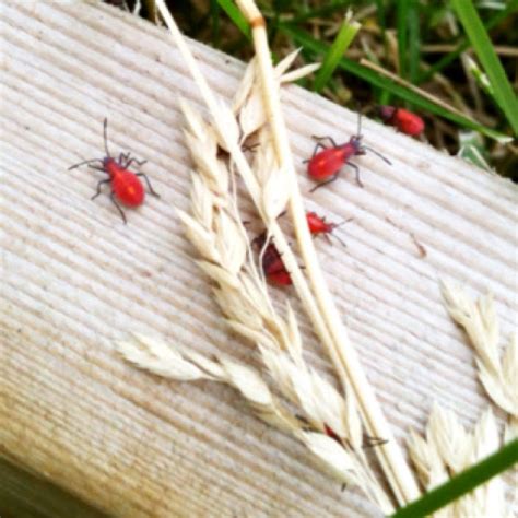 Box Elder Bugs Juveniles Project Noah