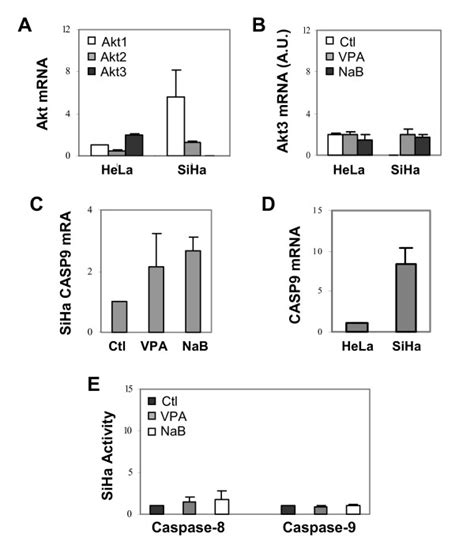 The Akt Mrna Levels And Caspase Activities Of The Siha Cells A The