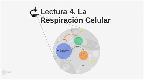 Biolog A Iv Grupo Lectura Respiraci N Celular