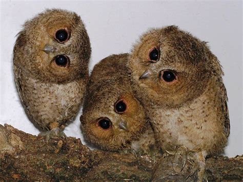 so cute - Owls Photo (31754683) - Fanpop