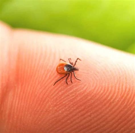 Doença de Lyme o que é causas e tratamento CC Neurologia