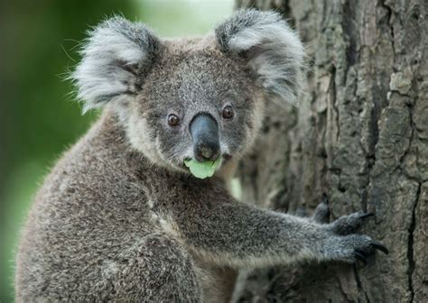 Endangered Species In Australia