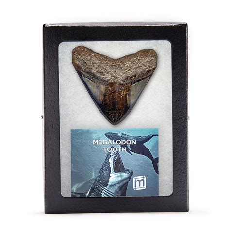 Megalodon Teeth, Classic Fossil Collectibles - Mini Museum