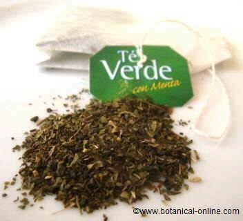 Toxicidad Del T Verde Botanical Online