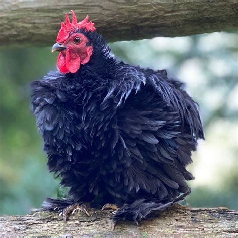 Black Frizzle Cochin Bantam Day Old Chick Day Old Chicks Backyard