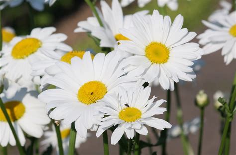 Magerwiesen Margerite Leucanthemum Vulgare Juli Can Flickr