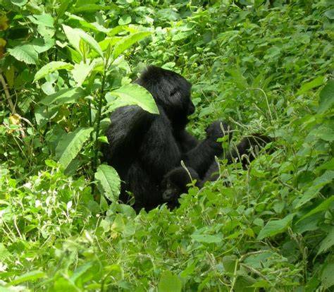 Rwanda Gorilla Safaris Tour Holidays Africa Discovery Tour