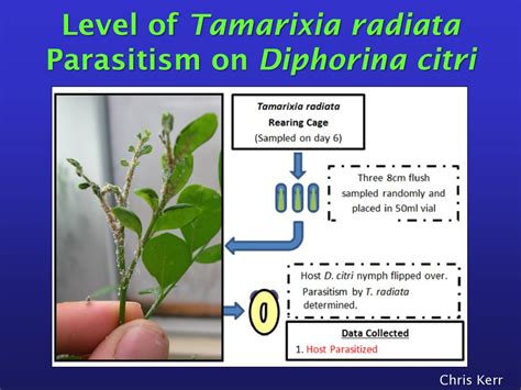 Mass Rearing Of Insects Quality Control Ppt Download