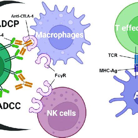 Roles Of Fc Receptors In Anti Ctla Function Selective Deletion Of