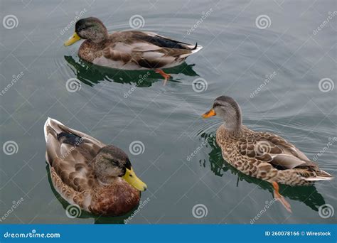 Patos Silvestres Anas Platyrhynchos Flotando En El Agua Foto De Archivo