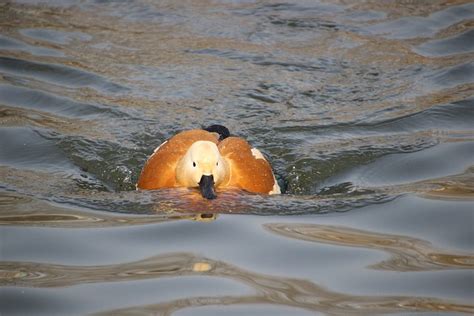 Tadorne Casarca Canard Oiseau Photo Gratuite Sur Pixabay Pixabay