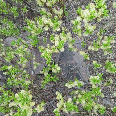 Firmleaf Willow Awes Agroforestry And Woodlot Extension Society Of