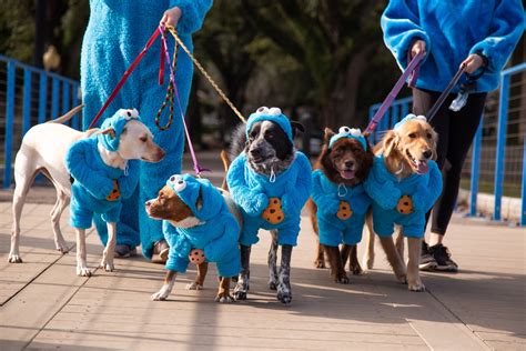 Pet Krewe Sesame Street Cookie Monster Dog Costume