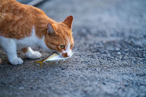 お魚咥えたドラ猫 By フォトグラフ （id：10424351） 写真共有サイトphotohito