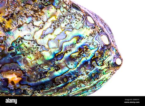 Macro Of Polished Paua Abalone Sea Shell Haliotis Iris From The New