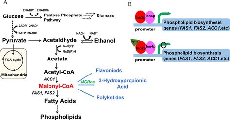 Malonyl Coa Synthesis