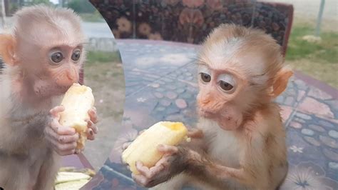 The Two Orphaned Monkeys Got A Lot Of Big Bananas From Their Father