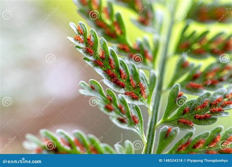 Backgrouds Of Fern And Sporangium Stock Photo Image Of Detail