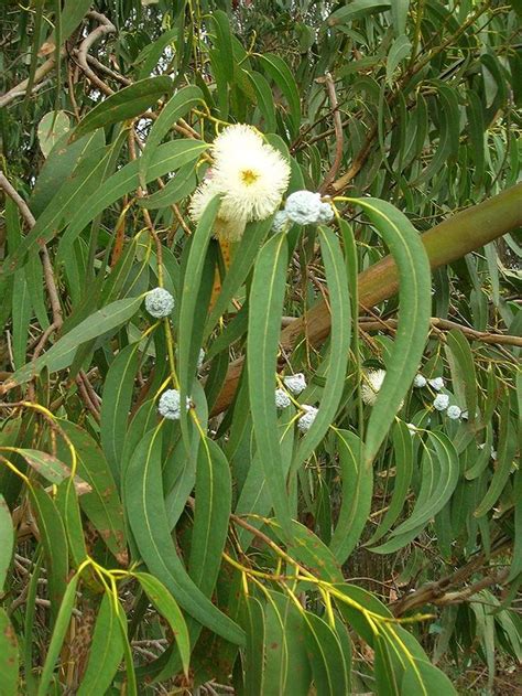 Eucalyptus Globulus Tasmanian Blue Gum Tree 50 Seeds Eucalyptus Gum