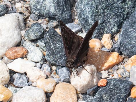 Horace S Duskywing From Anne Arundel County Md Usa On August