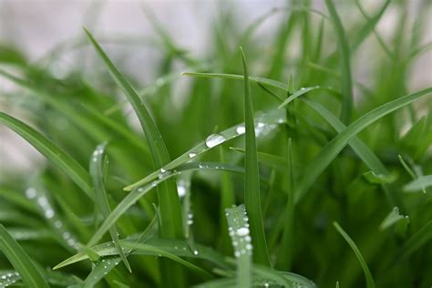 Summer Lawn Care Checklist Inside The Yard