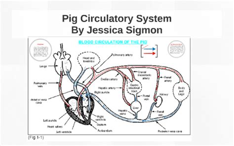 Fetal Pig Heart Anatomy