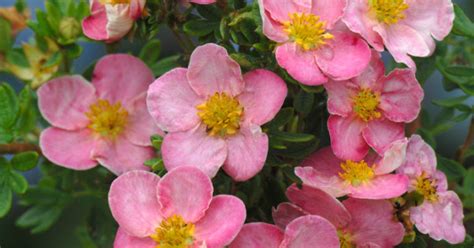 Potentilla Fruticosa New Dawn C1 3 Planthoogte 30 40 Cm