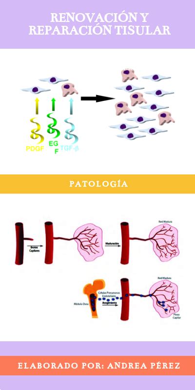 Renovaci N Y Reparaci N Tisular