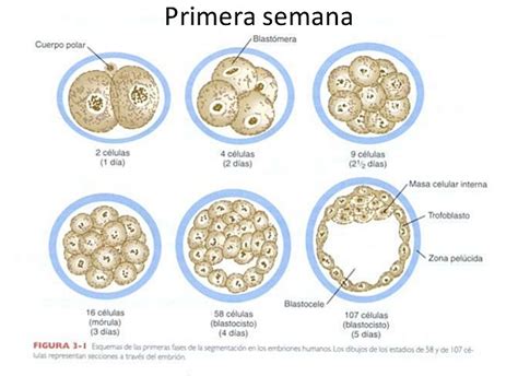 Semana De Desarrollo Embrionario