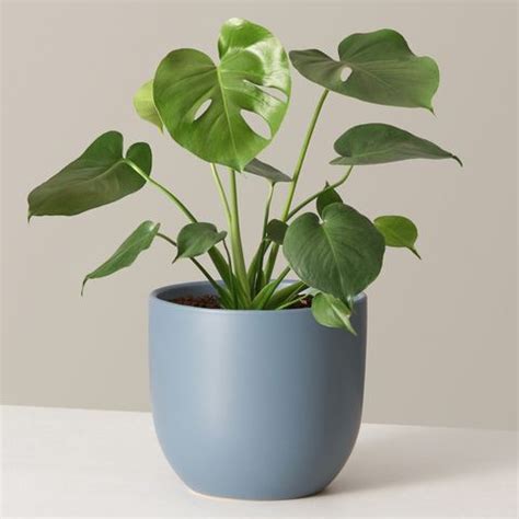 Indoor Money Plant - Wegift Kerala