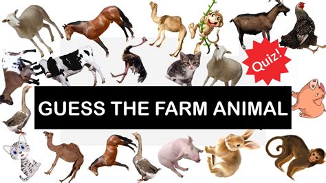 Can You Guess The Farm Animal Sounds Guess The Animal Sound Challenge