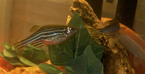 pregnant zebra danio | Fish Forums