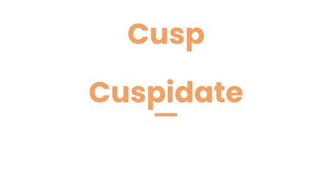 Cusp Vs Cuspidate Common Misconceptions And Accurate Usage