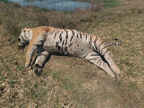 Dead Body Of Male Tiger Found In Kanha Tiger Reserve कान्हा टाइगर