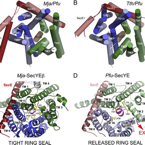 (PDF) Lateral opening of a translocon upon entry of protein suggests the mechanism of insertion ...