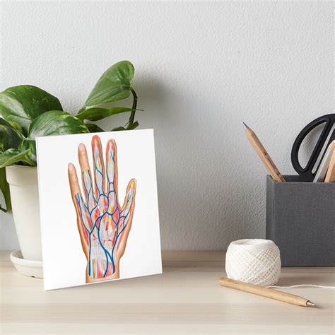 "Anatomy of back of human hand." Art Board Print for Sale by ...