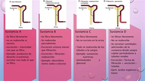 Formaci N De La Orina Por Los Ri Ones Filtraci N Glomerular Flujo