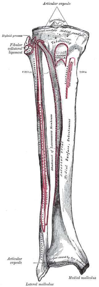 Styloid Process Of Fibula