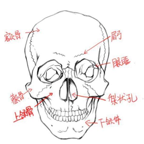 头部结构到底怎么画？动漫人物各角度头部的画法详解 每日头条