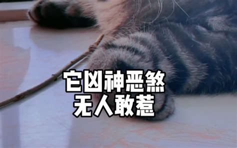 自从养猫了，我谁也不怕，我家猫咪罩我哔哩哔哩bilibili